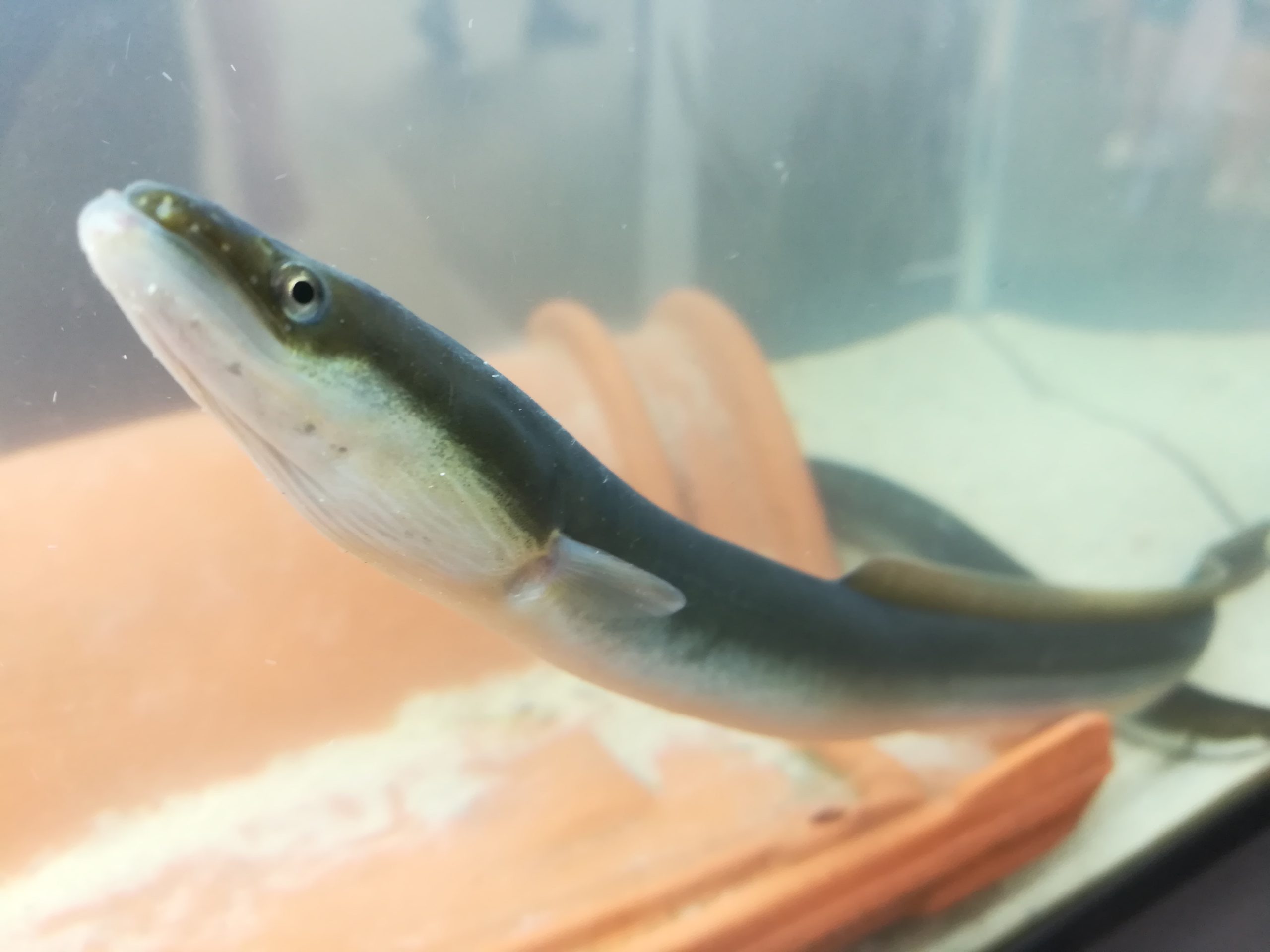 Anguille européenne