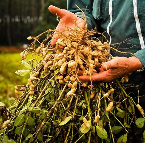 Cacahuète de Soustons
