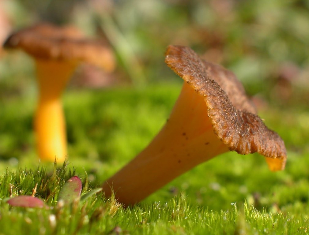 Chanterelle