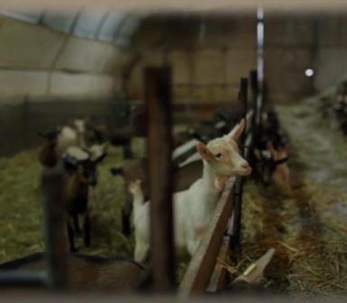 Chevreau de boucherie