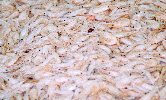 Crevette Blanche de l’Estuaire