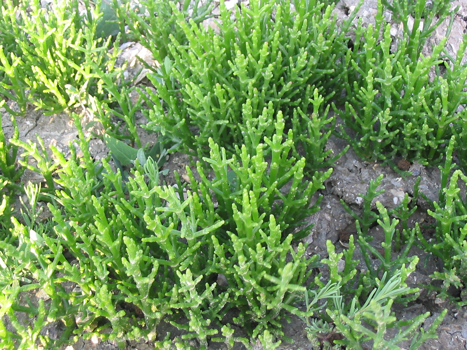 Salicorne des marais charentais