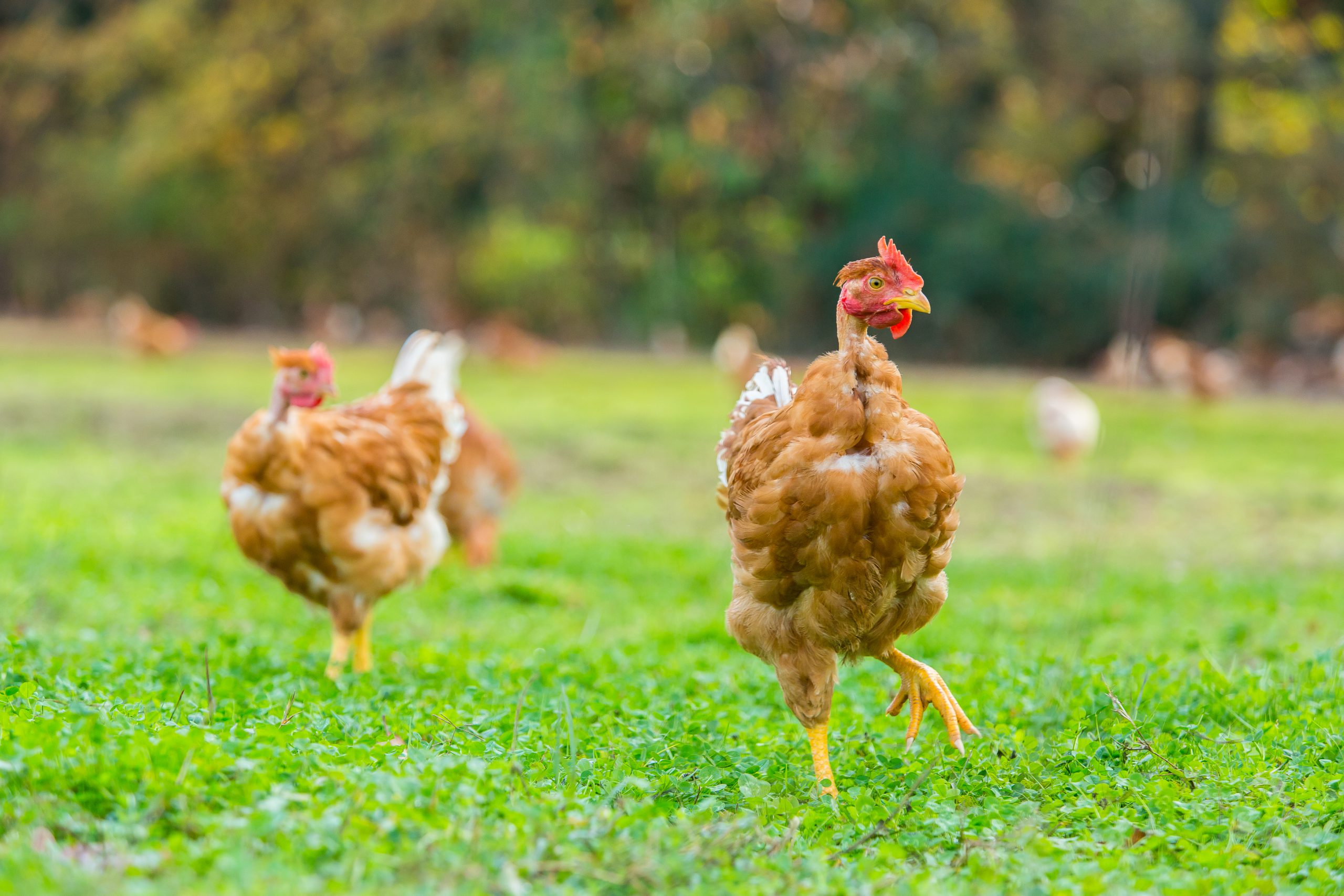 Volaille fermière des Landes