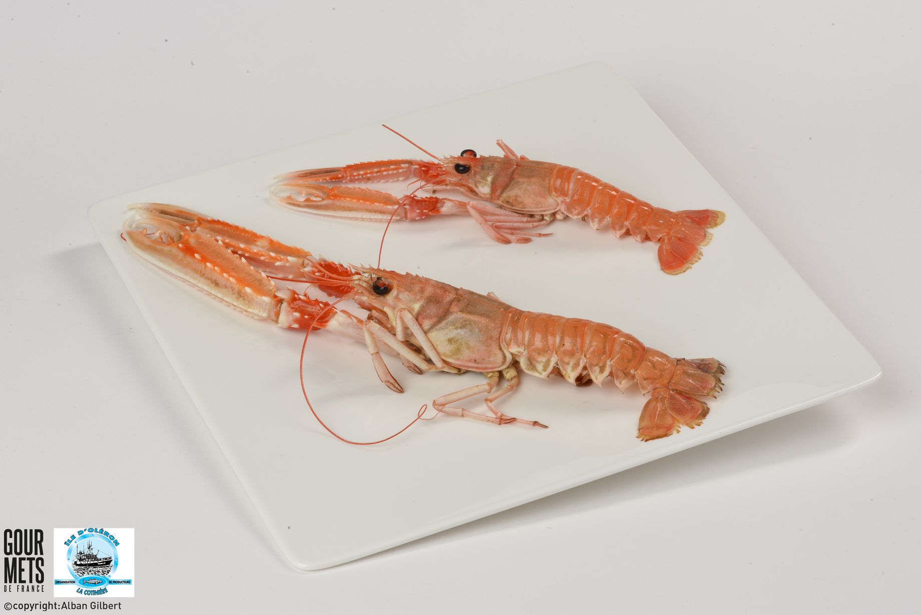 Langoustine