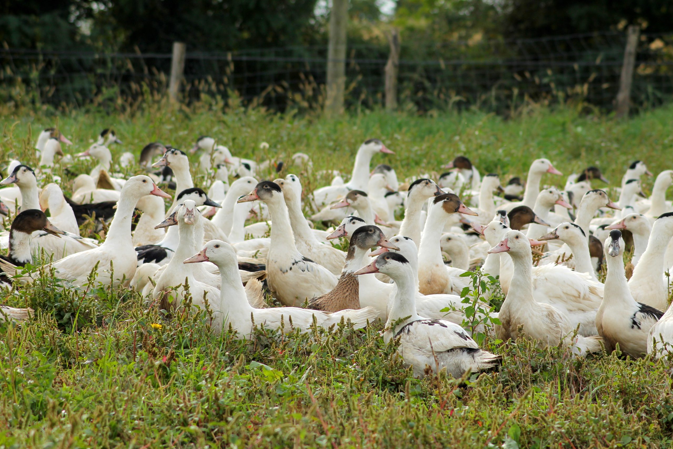 Canard à foie gras du Sud-Ouest