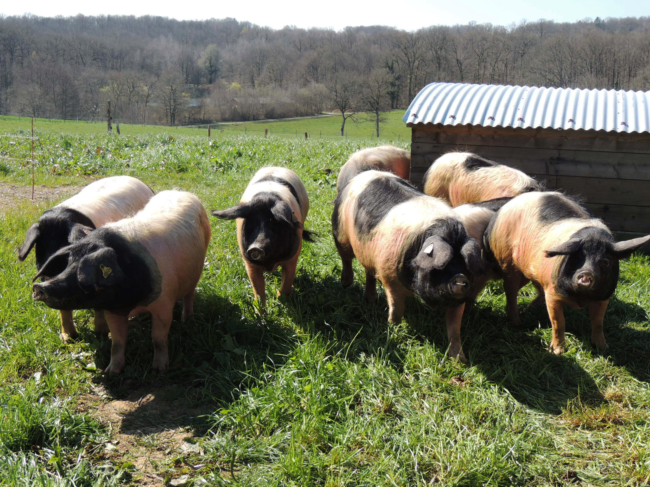 Porc cul noir limousin