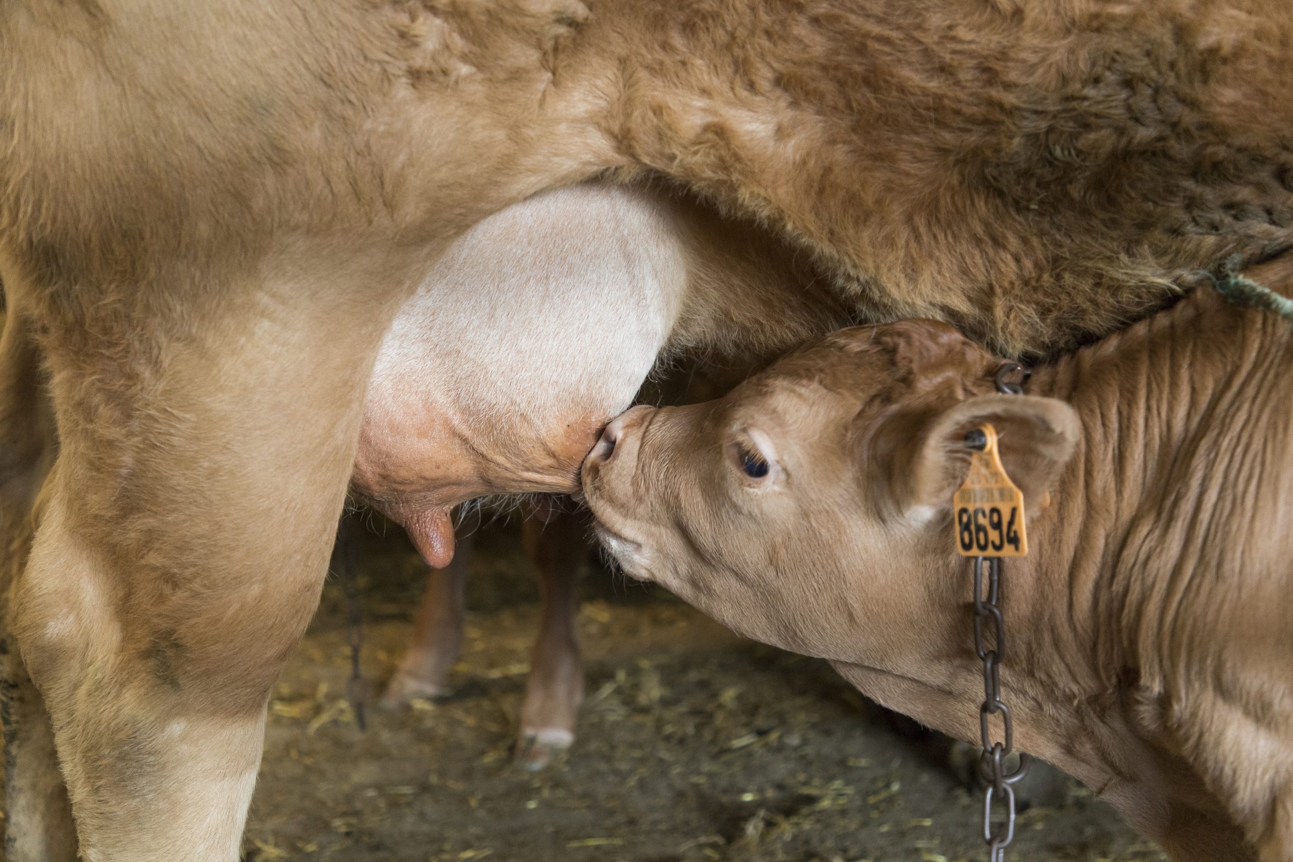 Veau fermier du Limousin