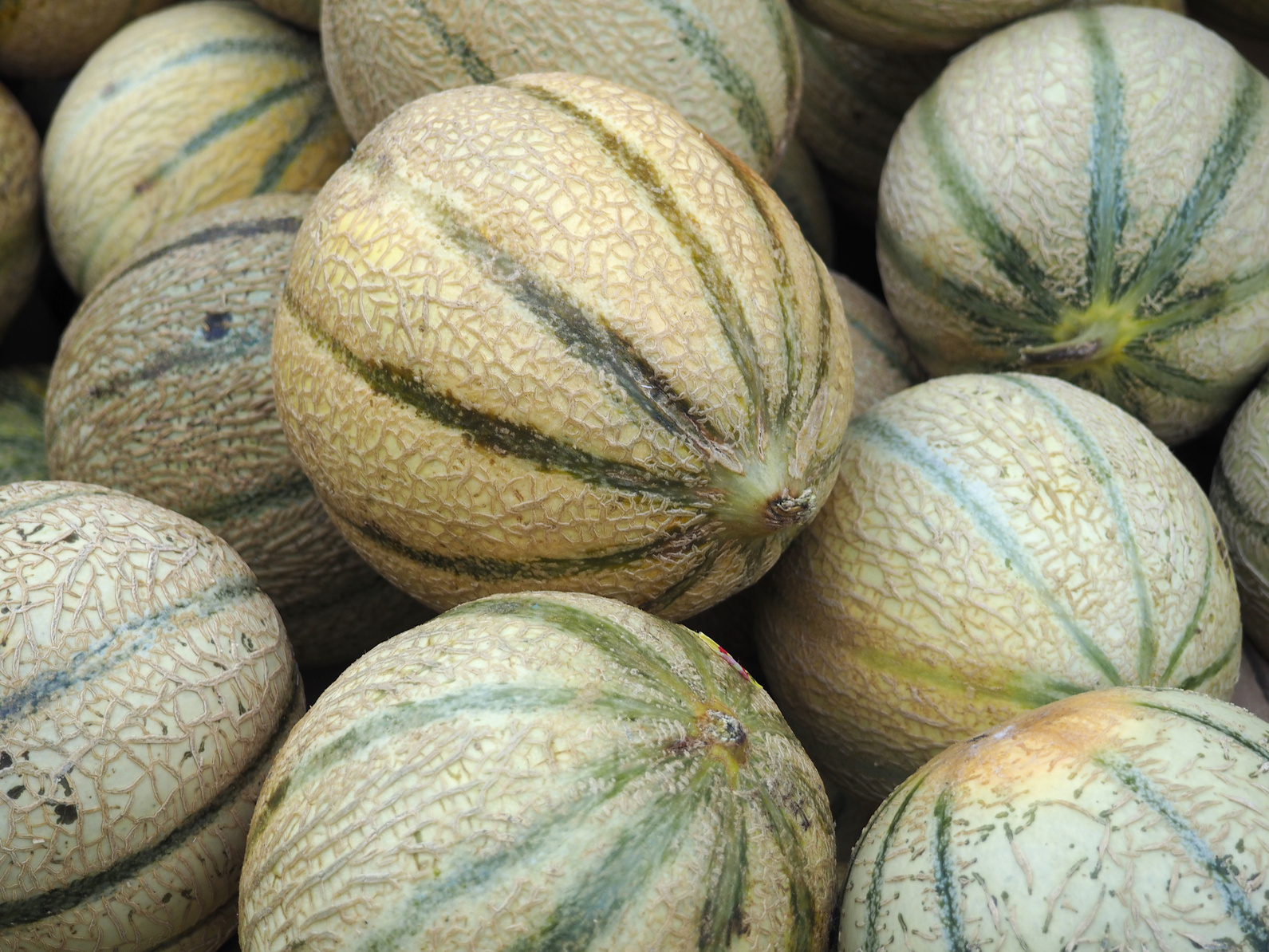 Melon de Lectoure Nérac
