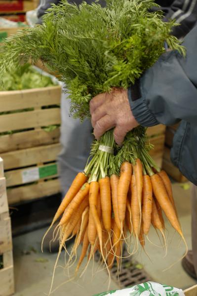 Carotte de Jarnac-Champagne