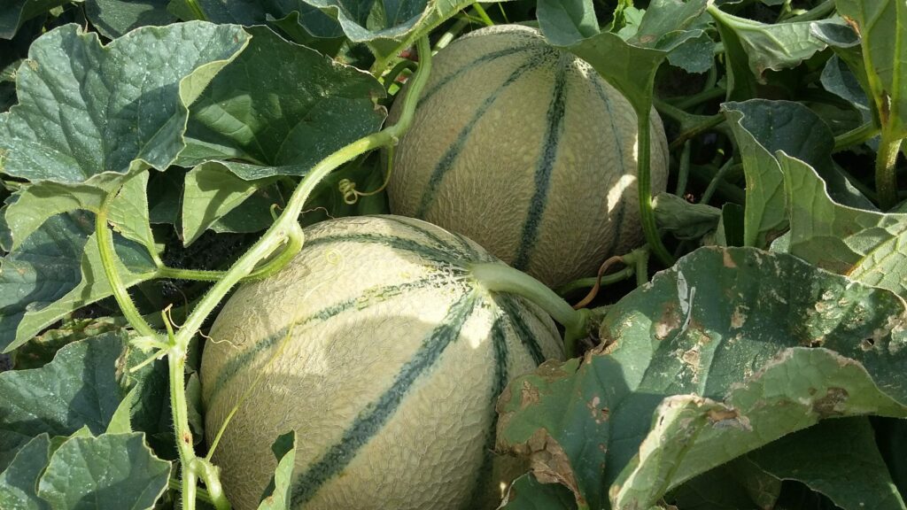 IGP Melon du Haut-Poitou