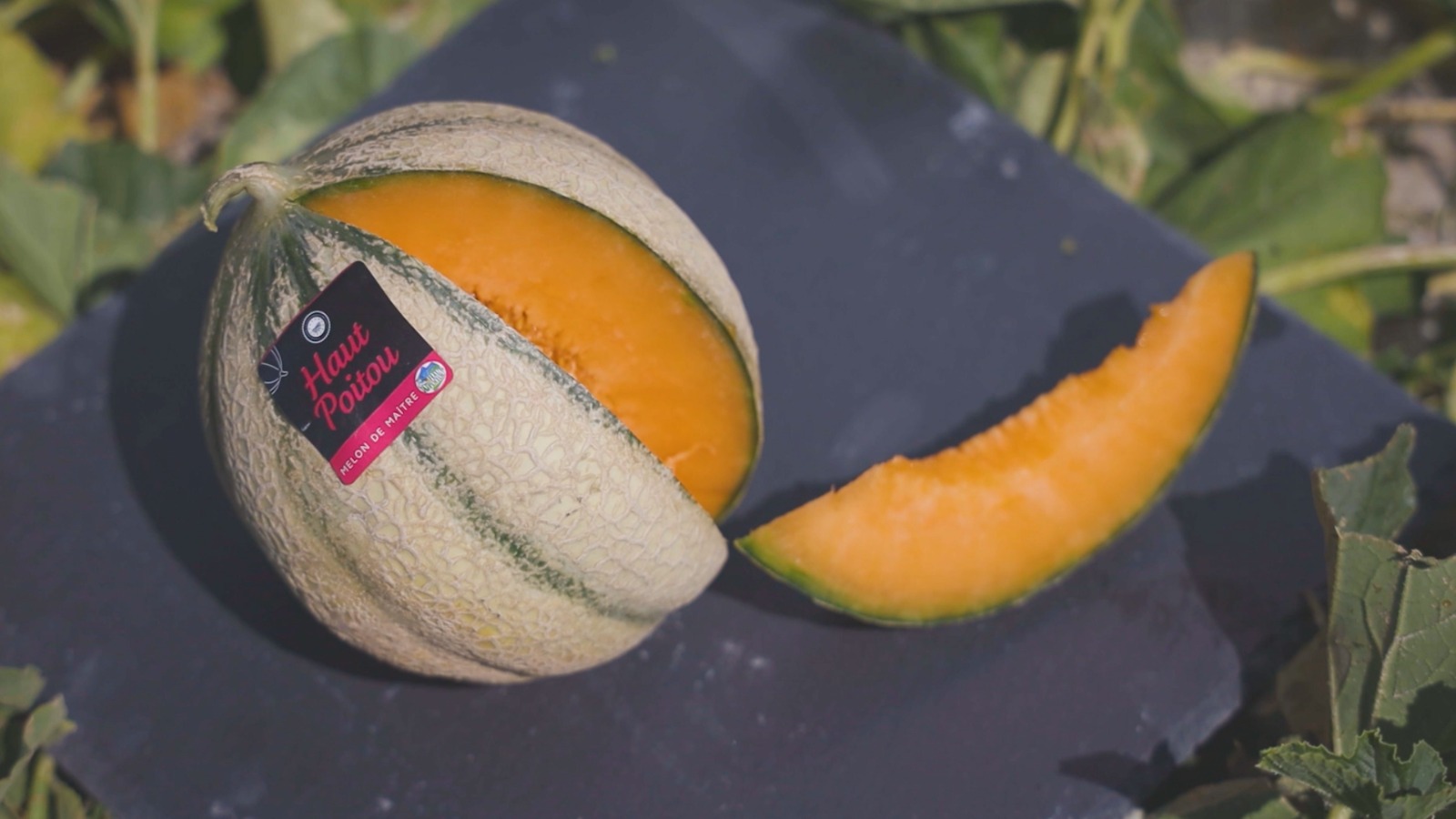 Melon de maître - Melon du Haut-Poitou