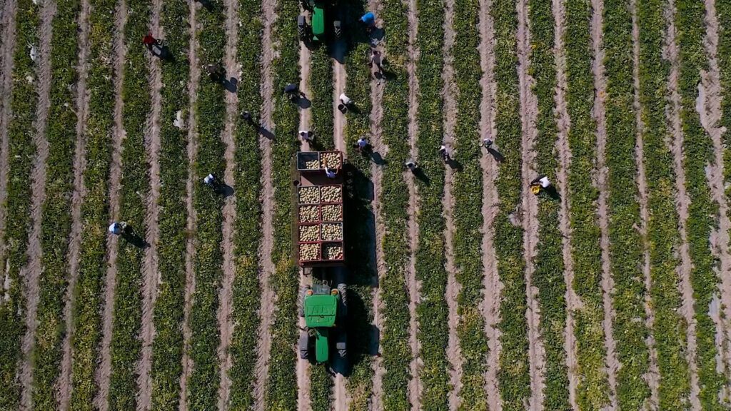 Récolte de Melons du Haut-Poitou
