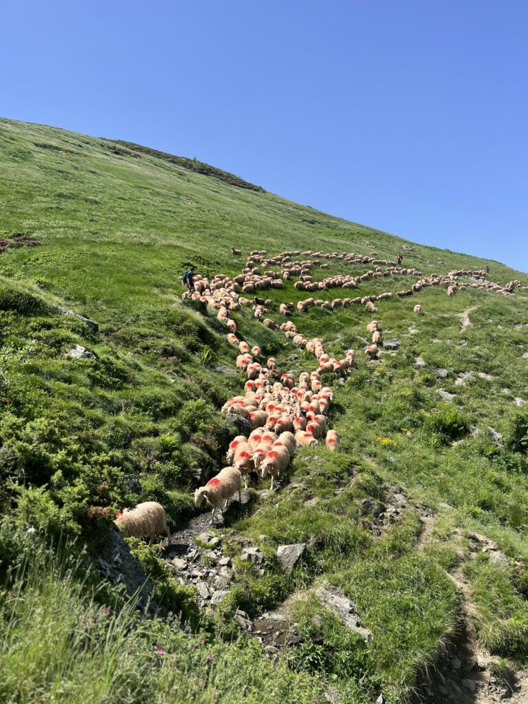 Estive brebis beatrice Narbeburu - ferme Maysonnave