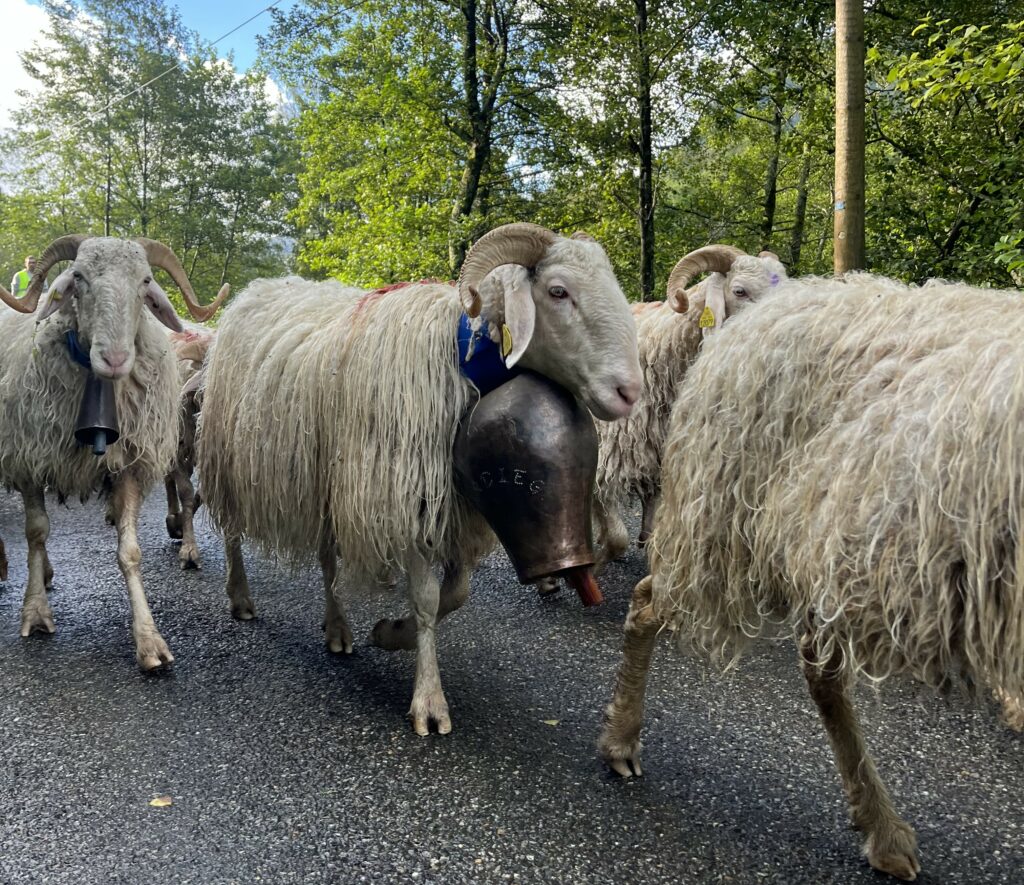 brebis races locales pour Ossau iraty AOP