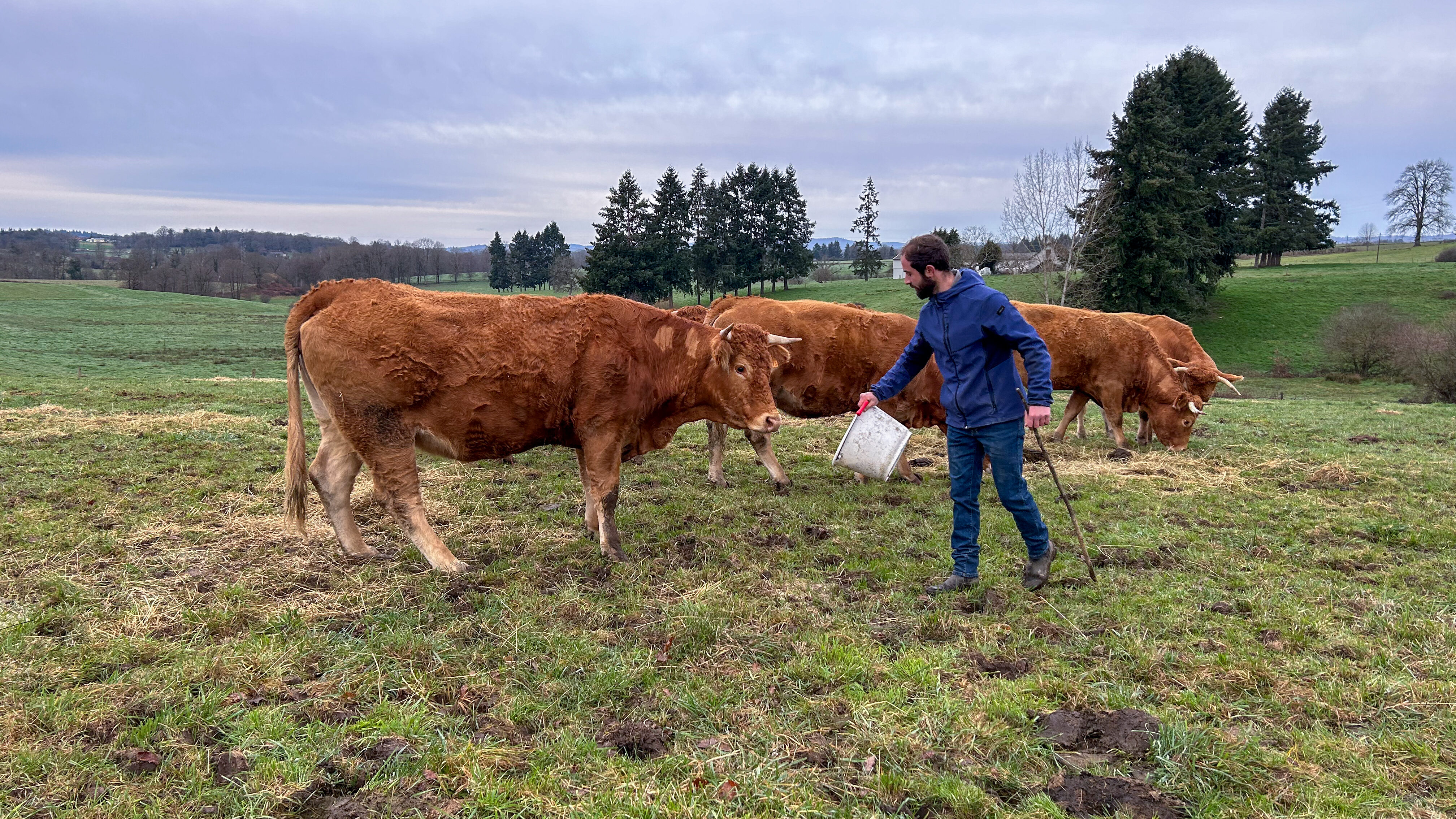 Anthony Guyonnaud eleveur race Limousine Agriculture biologique