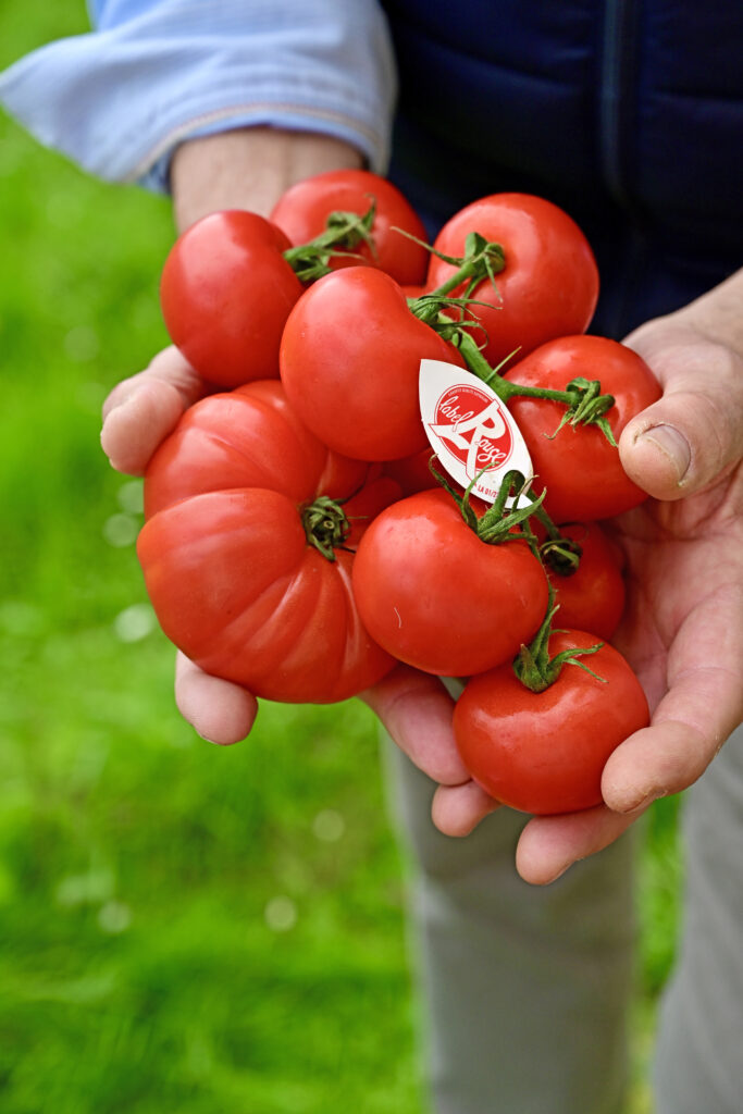 Frédéric Marchesin Tomates Label Rouge culture
