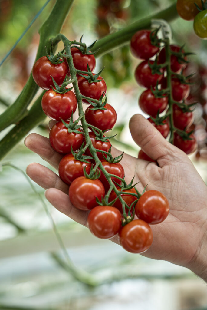 Tomates cerises Label rouge