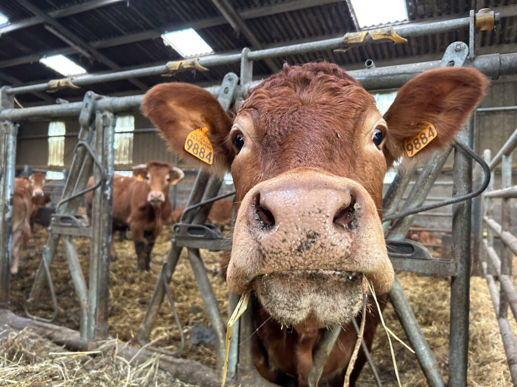 Vache race limousine