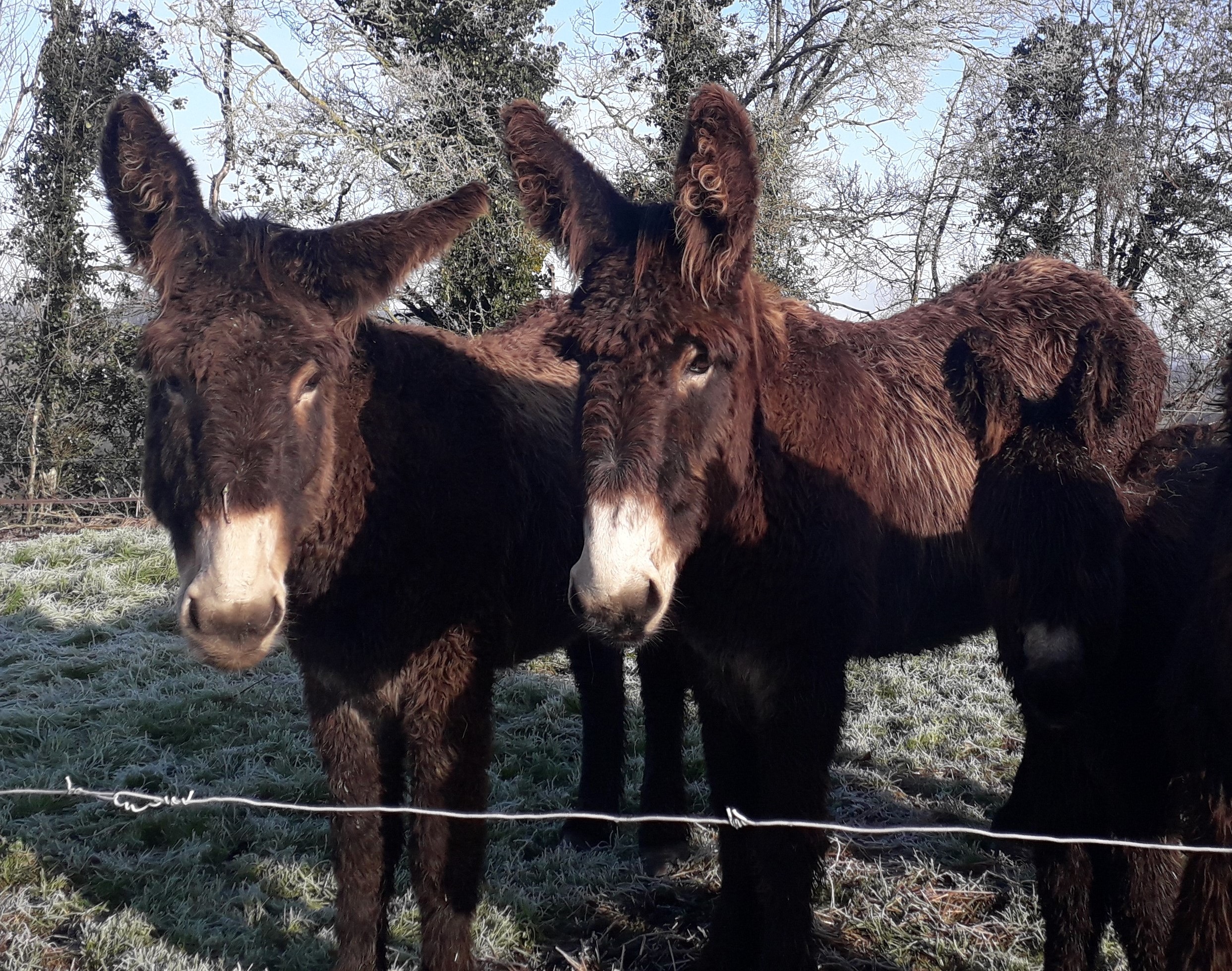 Visite de l’Asinerie de la Petite Creuse
