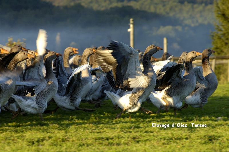 Elevage d’oies des Granges