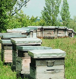 Le Rucher des Mazades