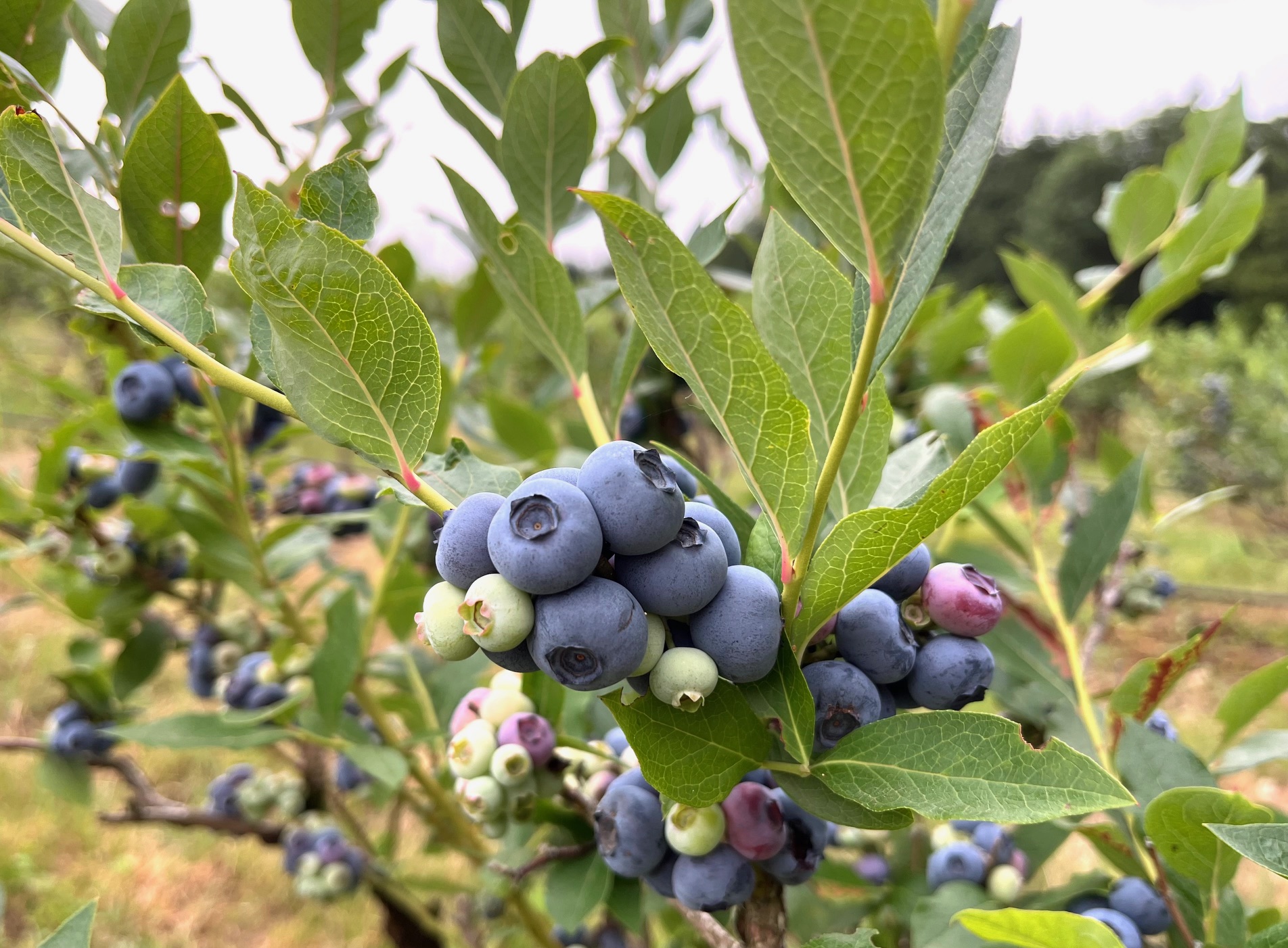 Myrtilles du Trimoulet