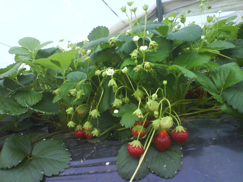 Les Jardins des Combarelles